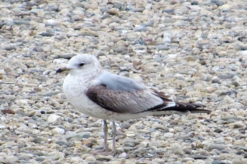 Wildlife Sightings for 15th December 2022